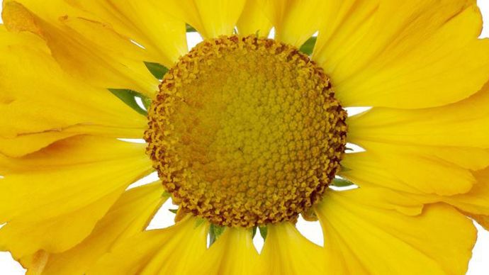 Helenium autumnale ‘HayDay’ Golden Bicolor en gros plan.